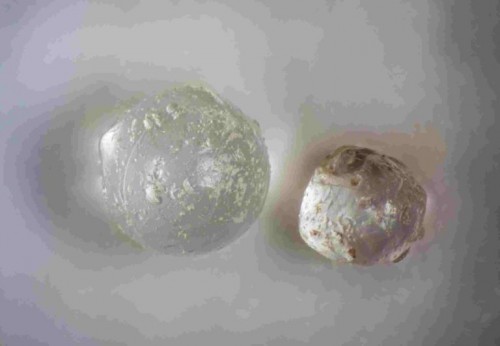 Cosmic-pearls-Fossil-clams-in-Florida-contain-evidence-of-ancient-meteorite-GeologyPage-768x531.jpg
